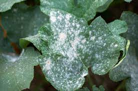 Fungicides
